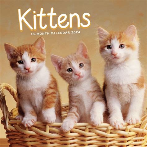 Baby Kitten 2024: Free Porn Star Videos @ xHamster.